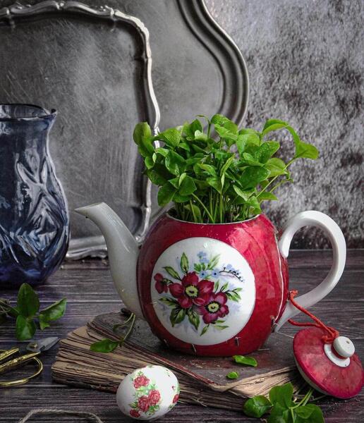 عکس سبزه طبیعت