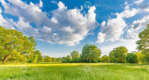 عکس سبزه طبیعت