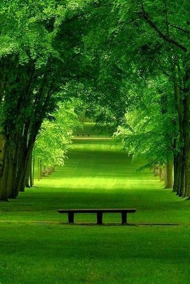 عکس سبزه طبیعت