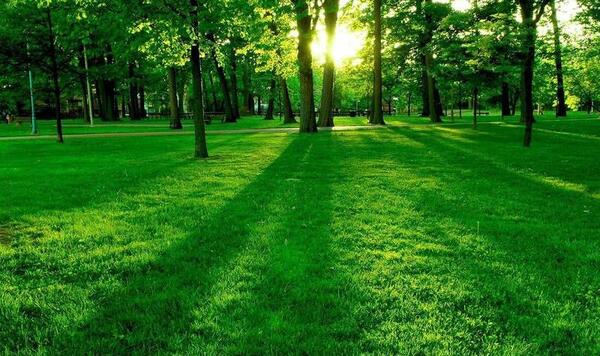 عکس سبزه طبیعت