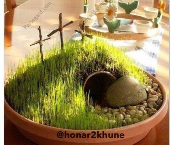 عکس سبزه ذرت