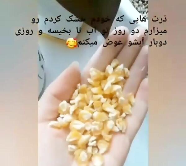 عکس سبزه ذرت