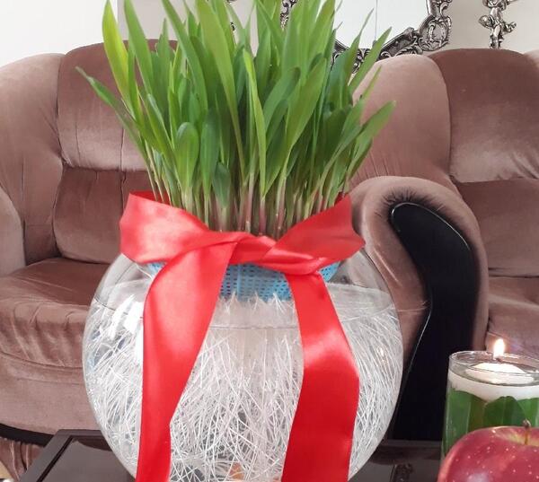 عکس سبزه ذرت