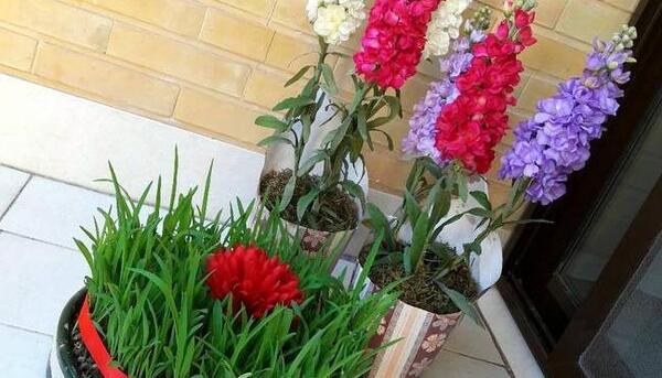 عکس سبزه ذرت