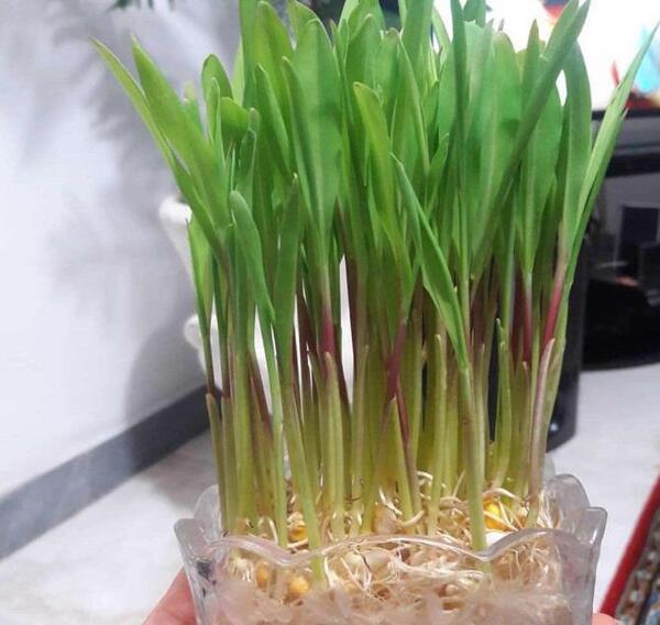 عکس سبزه ذرت