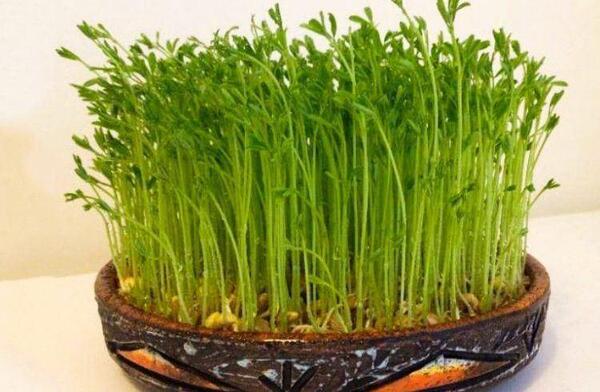 عکس سبزه طبیعی