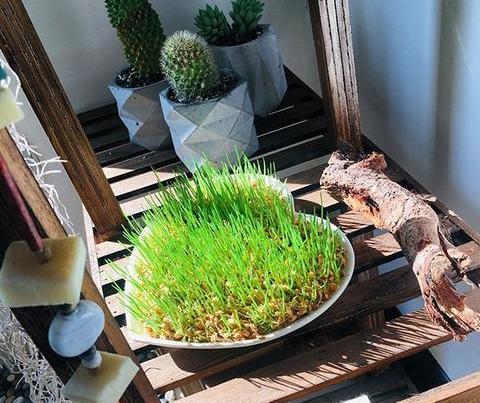 عکس سبزه طبیعی