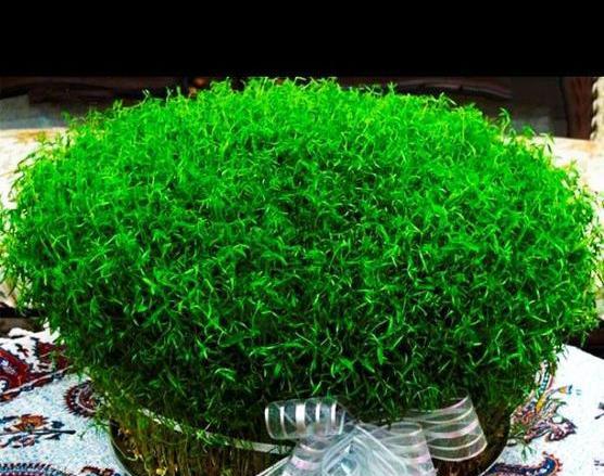 عکس سبزه طبیعی