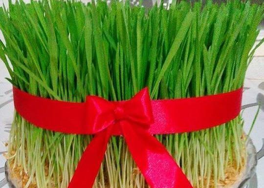 عکس سبزه طبیعی