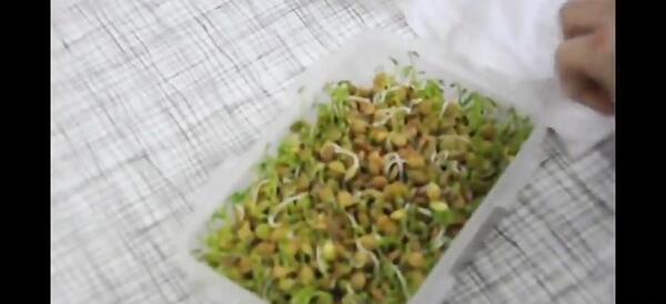 عکس سبزه با ماش