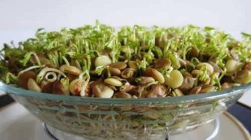 عکس سبزه گشنیز