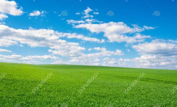 عکس چمن سبزه