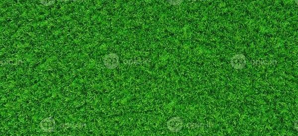 عکس چمن سبزه