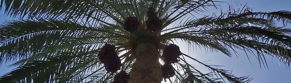 عکس سبزه خرما