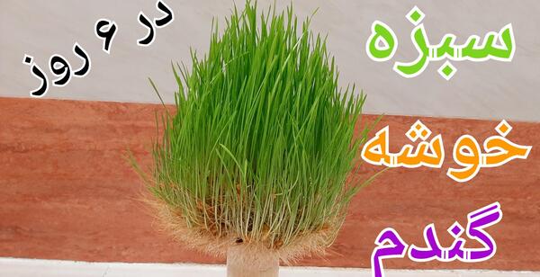 عکس سبزه خوشه گندم