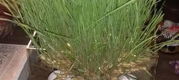عکس سبزه خوشه گندم