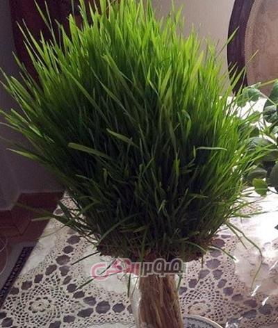 عکس سبزه خوشه گندم