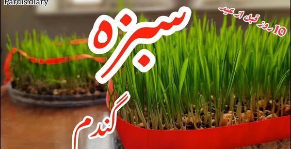 عکس سبزه خوشه گندم