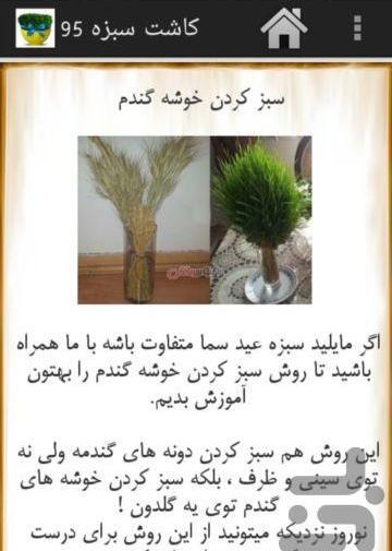 عکس سبزه خوشه گندم