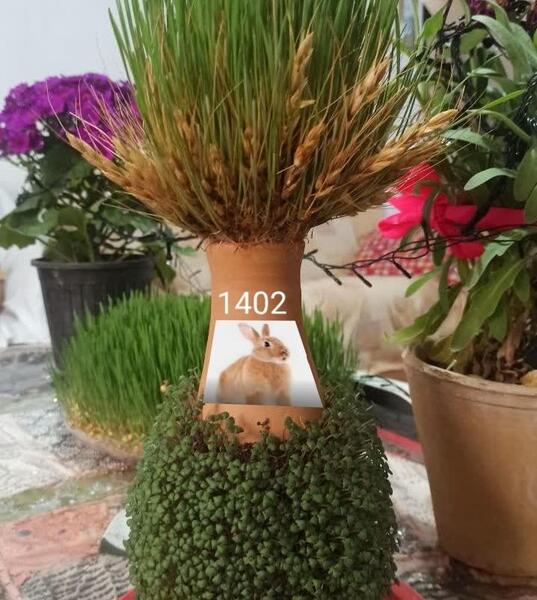عکس سبزه خوشه گندم
