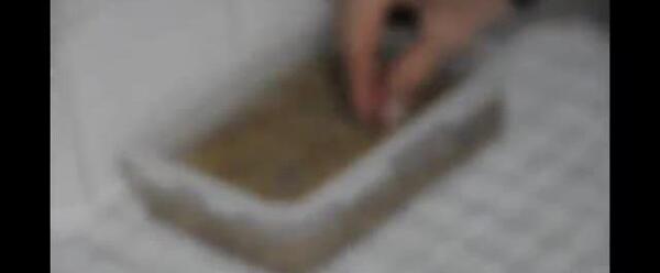 عکس سبزه خوشه گندم