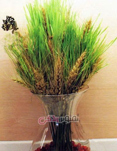 عکس سبزه خوشه گندم