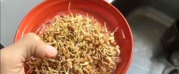 عکس سبزه خوشه گندم
