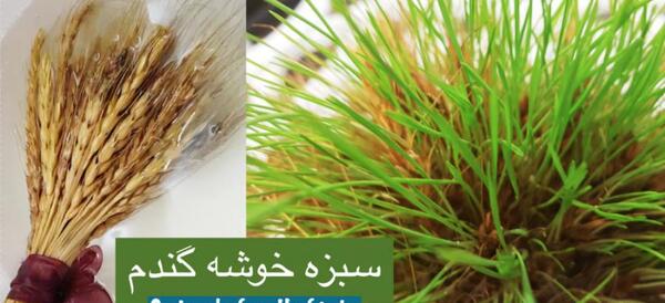 عکس سبزه خوشه گندم