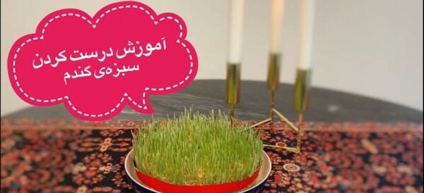 عکس سبزه خوشه گندم