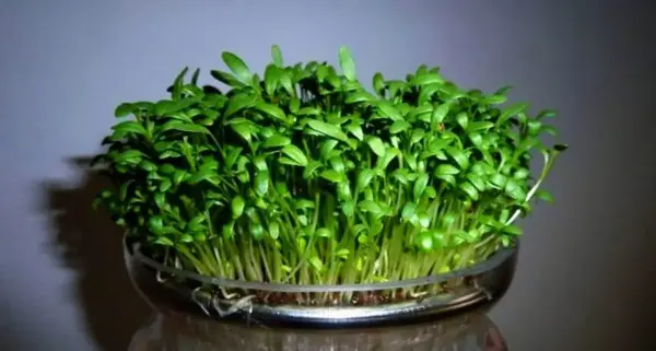 عکس سبزه تخمه آفتابگردان