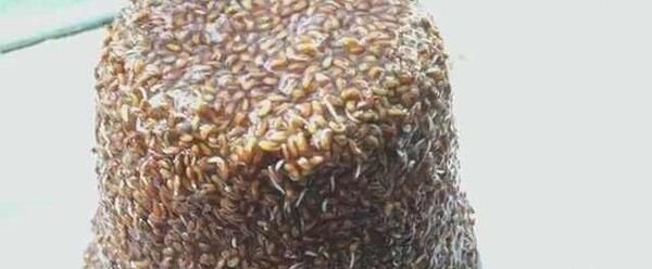 عکس سبزه تخم شاهی