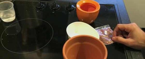 عکس سبزه تخم شاهی