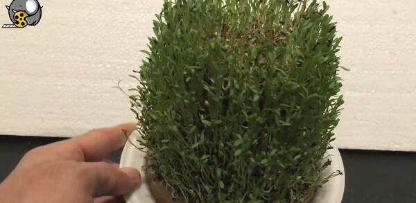 عکس سبزه خاکشیر