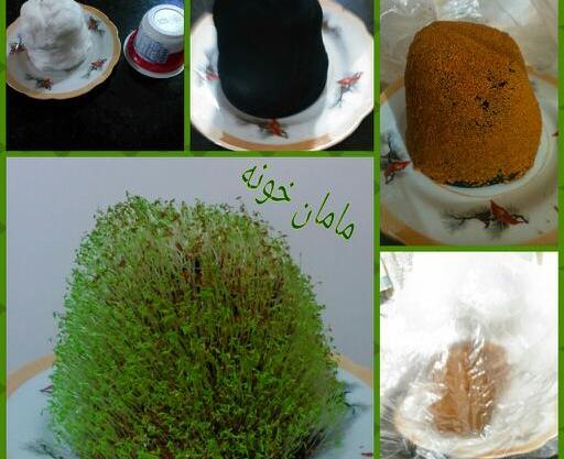 عکس سبزه خاکشیر