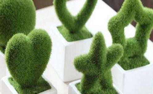 عکس سبزه خاکشیر