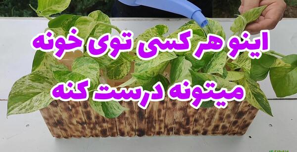 عکس سبزه کوزه ای