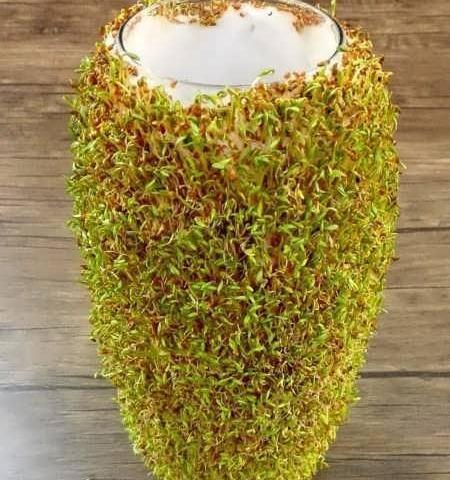 عکس سبزه کوزه ای