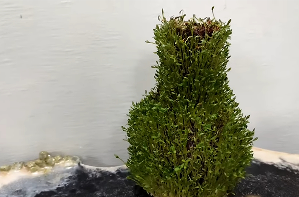 عکس سبزه کوزه ای