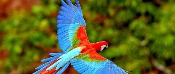 عکس پس زمینه گوشی طوطی
