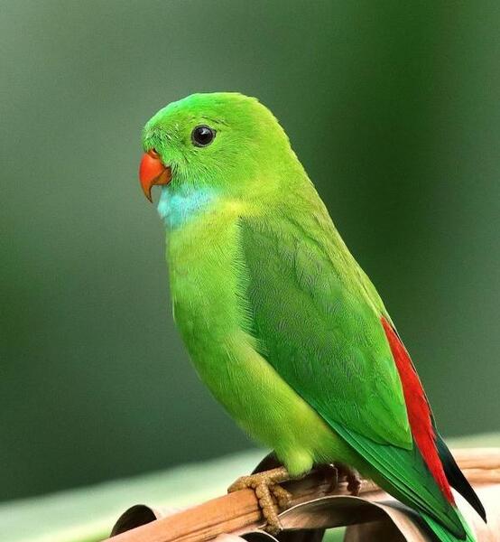 عکس پس زمینه گوشی طوطی