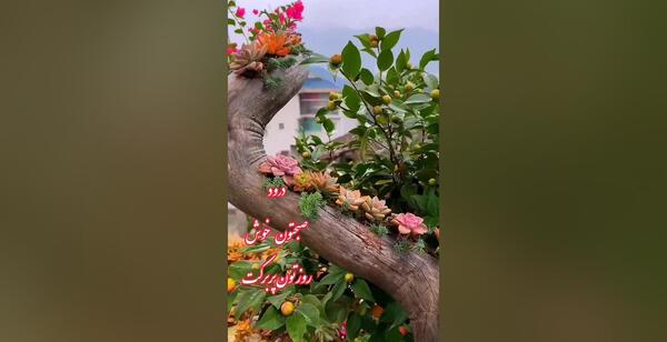 عکس نوشته صبح زیبا