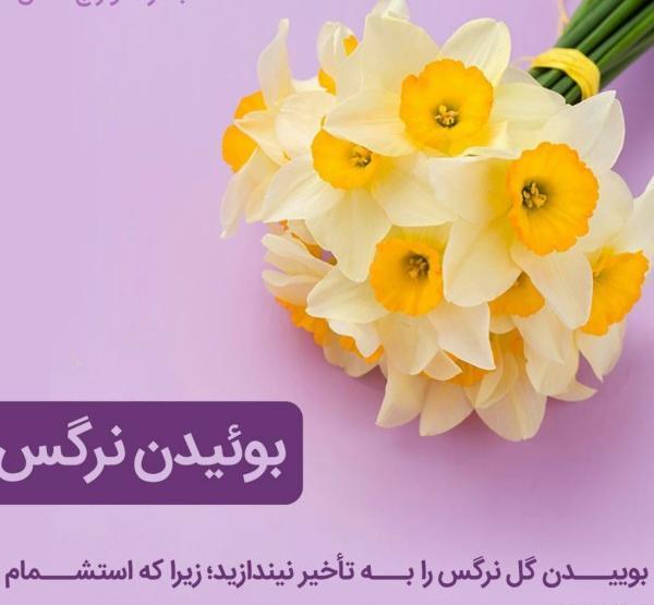 عکس نوشته زیبا با گل نرگس