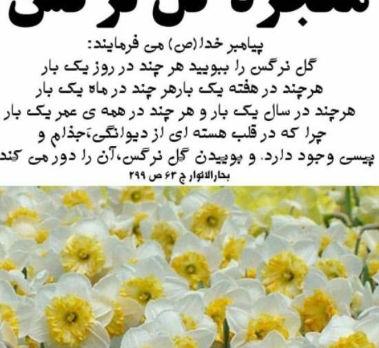 عکس نوشته زیبا با گل نرگس