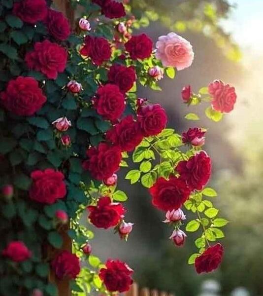 عکس نوشته زیبا با گل نرگس