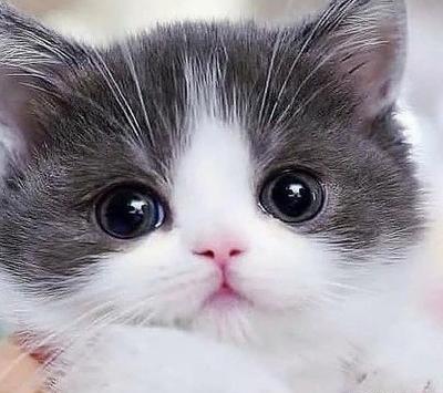 عکس گربه ی کیوت فانتزی