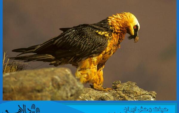 عکس عقاب هما سعادت