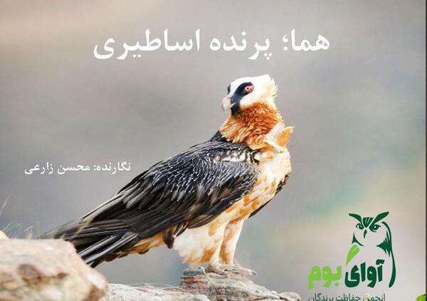 عکس عقاب هما سعادت