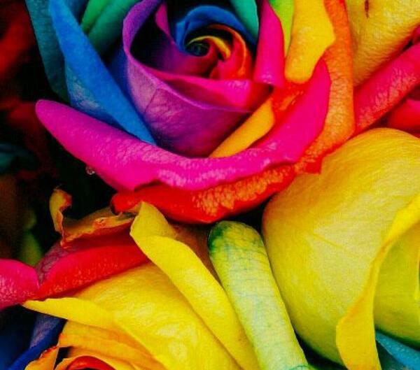 عکس نوشته گلهای زیبا