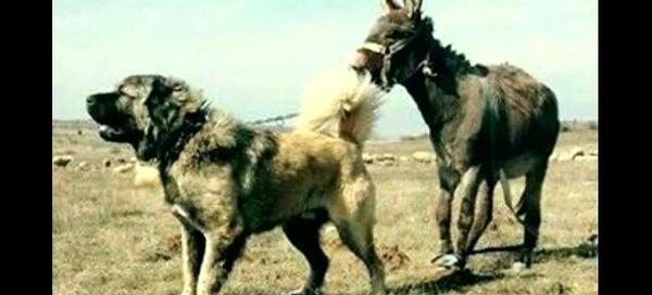 عکس سگ سرابی قدیمی