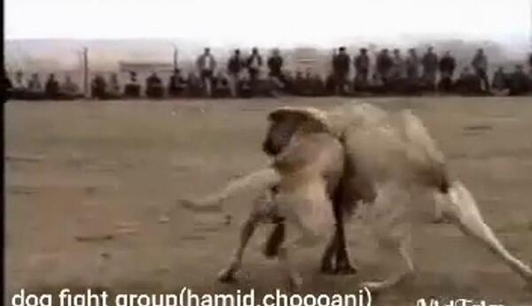 عکس سگ سرابی قدیمی